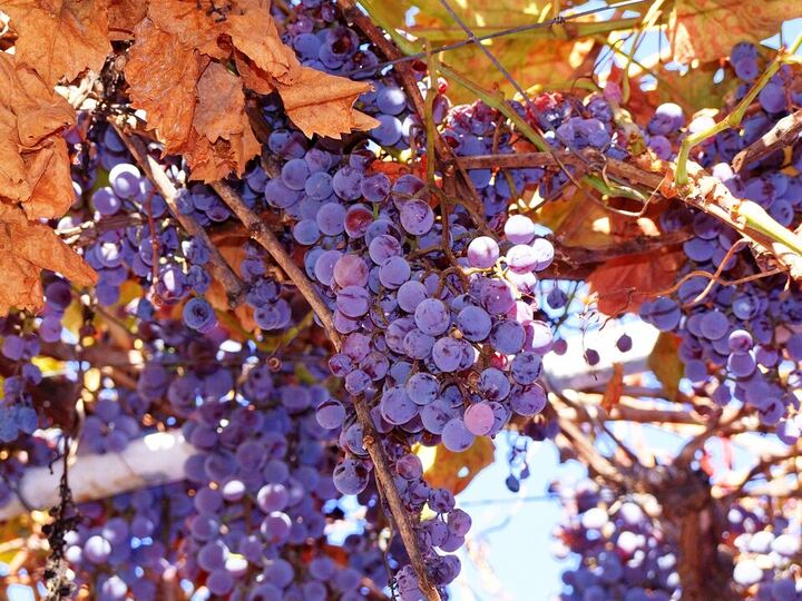 Concord Grape: ripe clusters on the vine