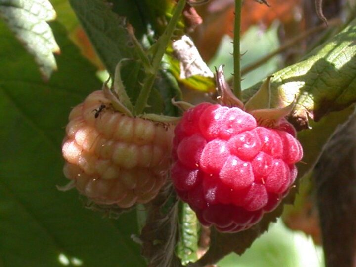 Heritage Raspberry: ripe and ripening fruit