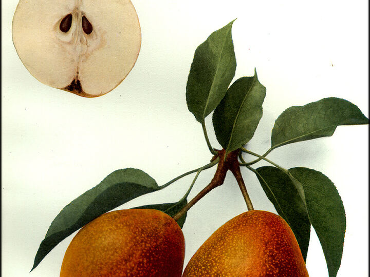 Kieffer Pear: color plate, 1921 (hedrick, pears of new york)